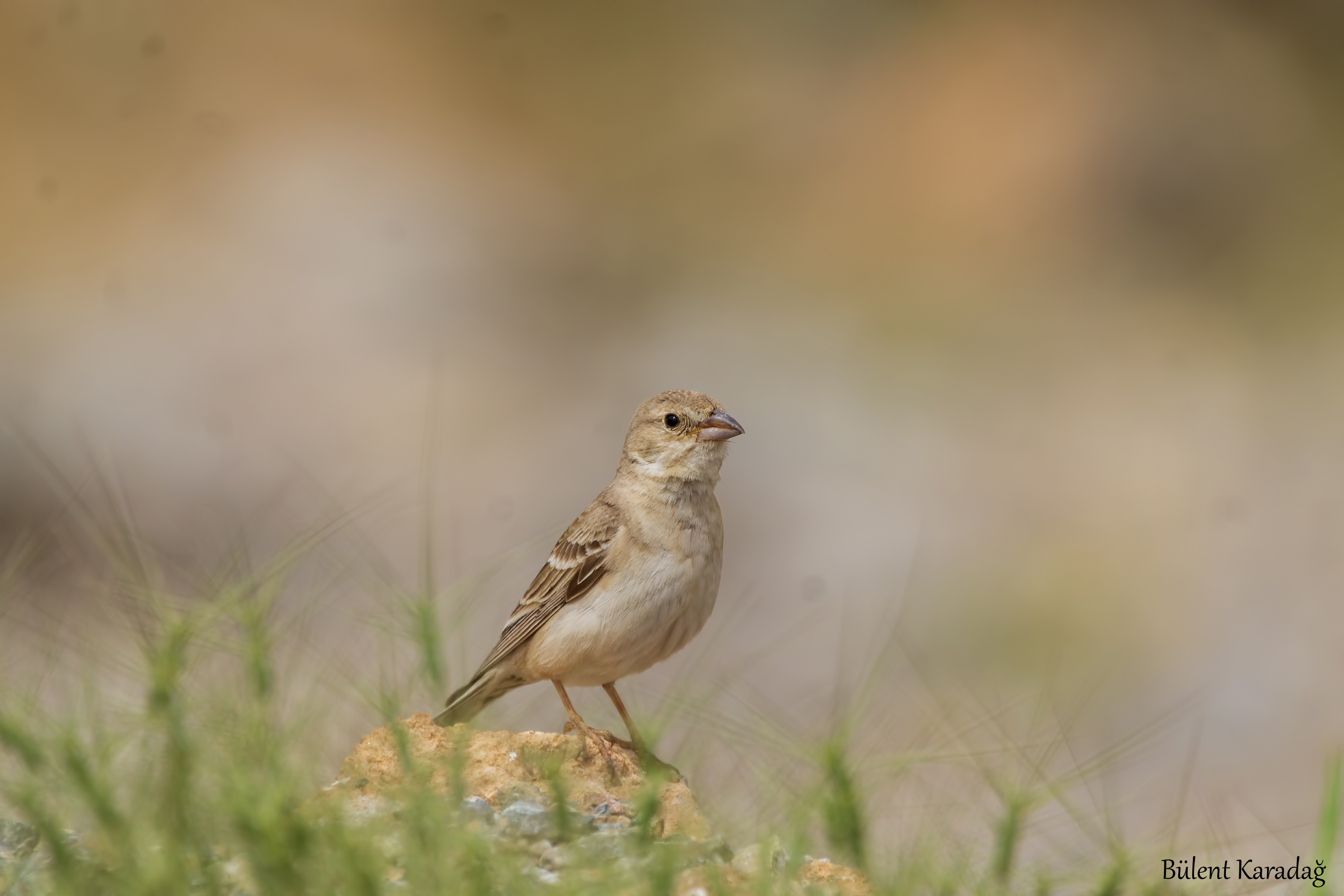 Pale Rockfinch